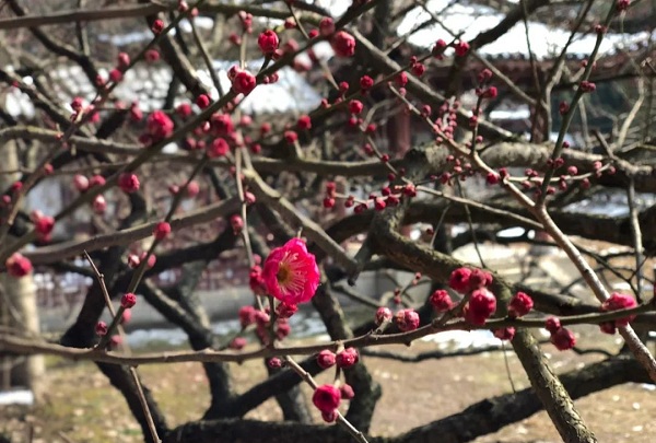 冬天里的芬芳,武汉的梅花已开好,就等你来!