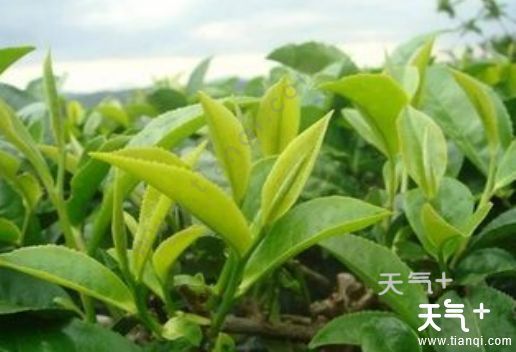 6.南川大树茶