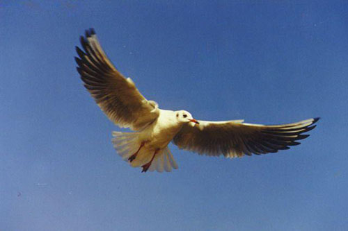 东滩候鸟保护区