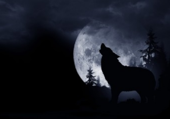 梦见狼是什么意思 梦见狼有什么预兆