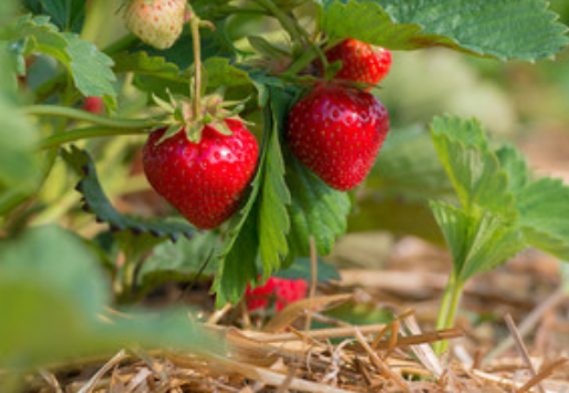 梦见草莓是什么意思 周公解梦梦见草莓好不好