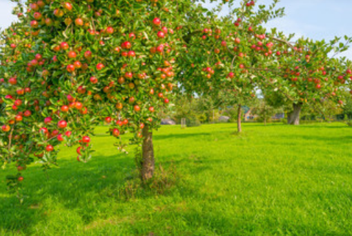 梦见苹果树是什么意思 周公解梦梦见苹果树解析
