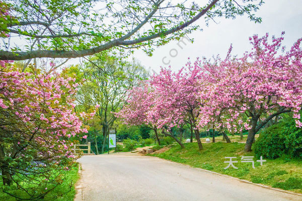 清明节鼋头渚还有樱花吗无锡鼋头渚樱花时间