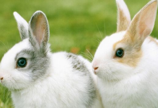 梦到白兔是什么意思 梦到白兔代表什么