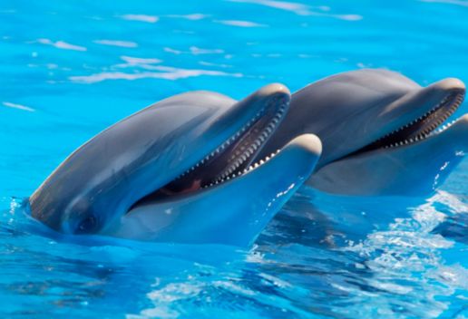 梦到海豚是什么意思 梦到海豚代表什么