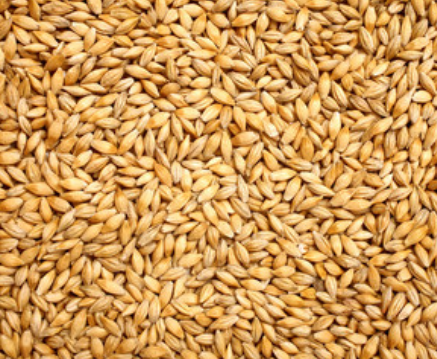 梦见大麦是什么意思 做梦梦到大麦是吉兆吗
