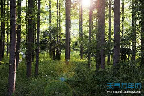 梦到森林是什么意思 梦见森林有什么预兆