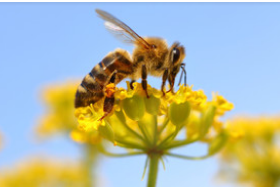 梦到蜜蜂是什么预兆 梦见蜜蜂是什么意思