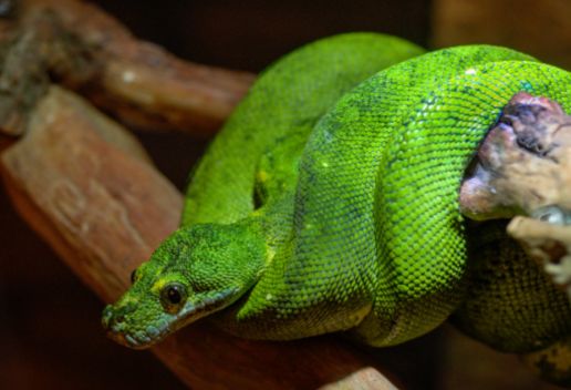 梦到绿蛇是什么意思 梦到绿蛇代表什么