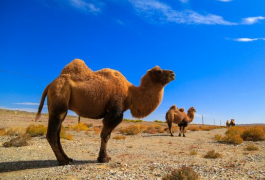 梦到骆驼是什么意思 梦到骆驼代表什么