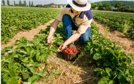 梦到摘草莓是什么预兆 梦见摘草莓是什么意思