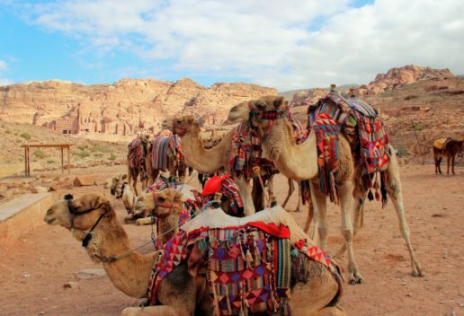 梦到骆驼是什么意思 梦到骆驼代表什么
