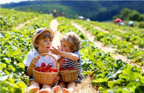 梦到摘草莓是什么预兆 梦见摘草莓是什么意思
