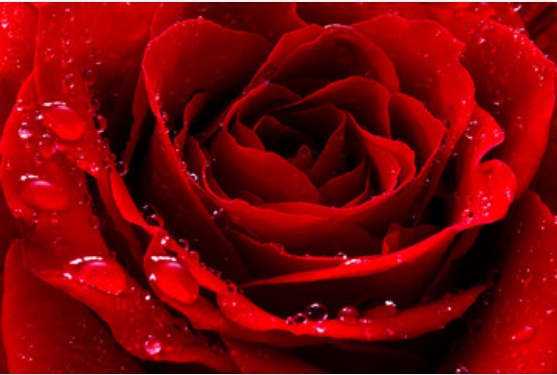 梦到红玫瑰是什么预兆 梦见红玫瑰花是什么意思