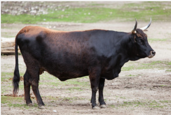 梦到黑牛是什么预兆 做梦梦见黑牛的吉凶