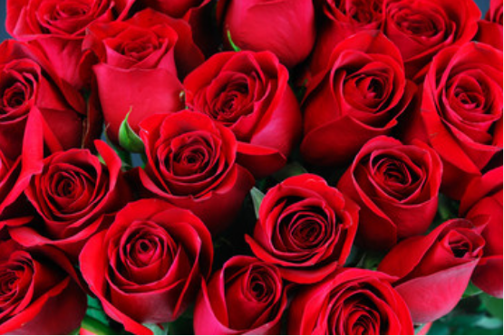 梦到红玫瑰是什么预兆 梦见红玫瑰花是什么意思