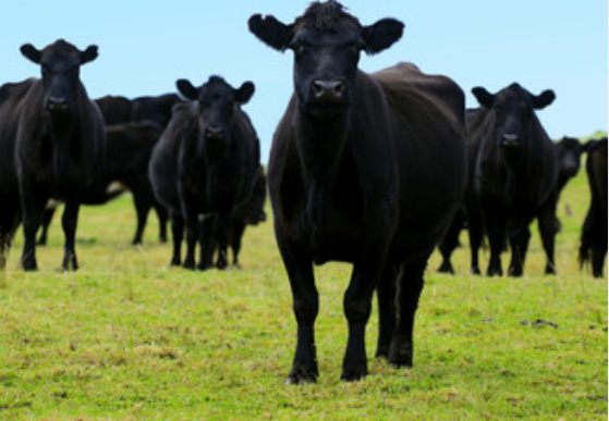 梦到黑牛是什么预兆 做梦梦见黑牛的吉凶