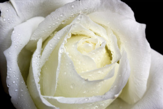 梦到白玫瑰是什么征兆 梦见白玫瑰是什么意思