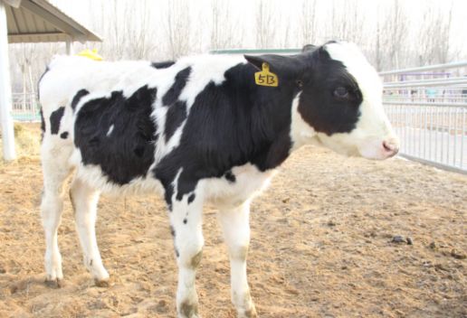 梦到奶牛是什么意思 梦到奶牛代表什么