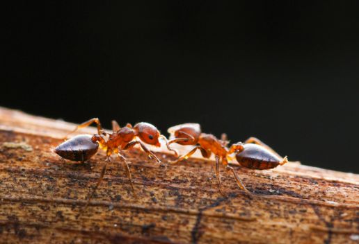 梦到蚂蚁是什么意思 梦到蚂蚁代表什么