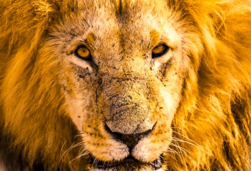 梦到狮子是什么意思 梦到狮子代表什么