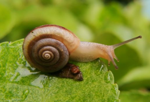 梦到蜗牛是什么意思 梦到蜗牛代表什么