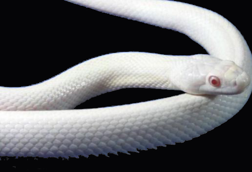 梦见大白蛇是什么意思 梦见大白蛇有什么征兆