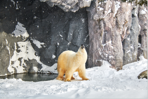梦见北极熊是什么意思  梦见白极熊有什么征兆