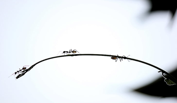 梦见白蚁是什么意思 梦见白蚁有什么预兆