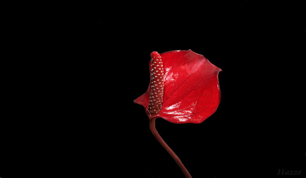 梦见红花是什么意思 梦见红花有什么预兆