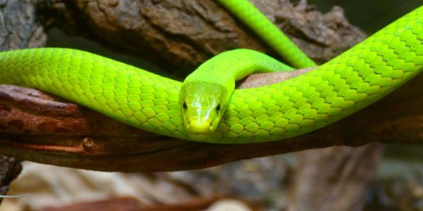 女人梦见一条绿色的蛇是什么意思 梦见一条绿色的蛇预兆什么
