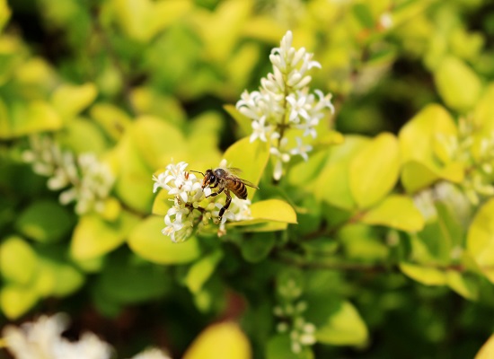 梦见大黄蜂是什么意思 梦见大黄蜂有什么预兆