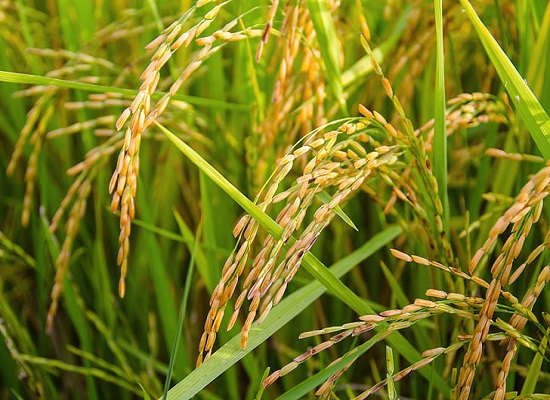 梦见水稻是什么意思 梦见水稻有什么预兆