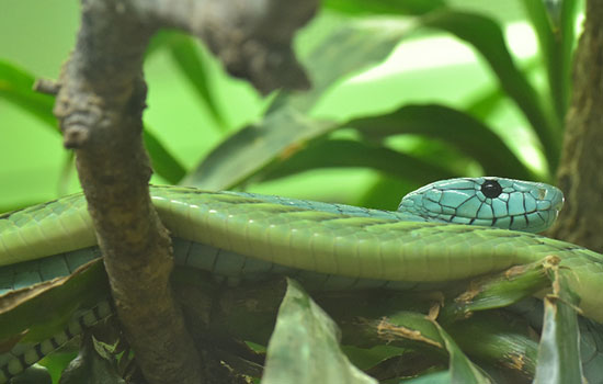 梦见绿色大蟒蛇是什么意思 梦到绿色大蟒蛇有什么预兆