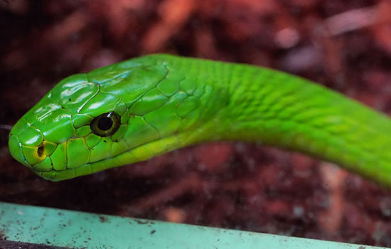 梦见一条绿色的蛇是什么意思 梦到一条绿色的蛇有什么预兆