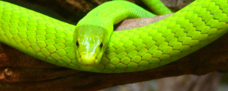 梦见一条绿色的蛇是什么意思 梦到一条绿色的蛇有什么预兆