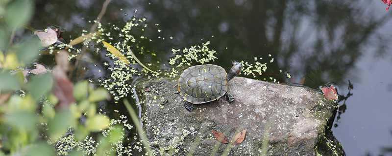 梦见龟在水里意味着什么 梦到龟在水里有什么预兆