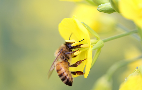 梦到被蜜蜂蛰是什么意思 梦见被蜜蜂蛰有什么预兆