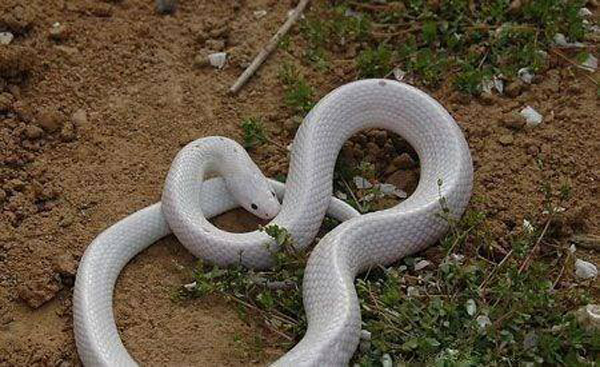 梦见白蟒蛇有什么预兆 梦到白色蟒蛇什么预兆