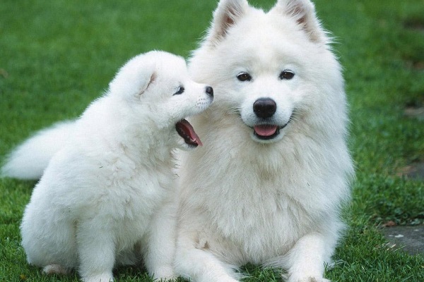 梦见白色的狗很乖有什么征兆 梦见白色的狗很乖预示什么