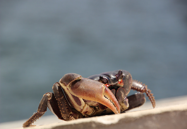 梦见活螃蟹是什么预兆 梦见活螃蟹是什么意思