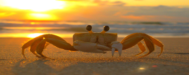 梦见活螃蟹是什么预兆 梦见活螃蟹是什么意思