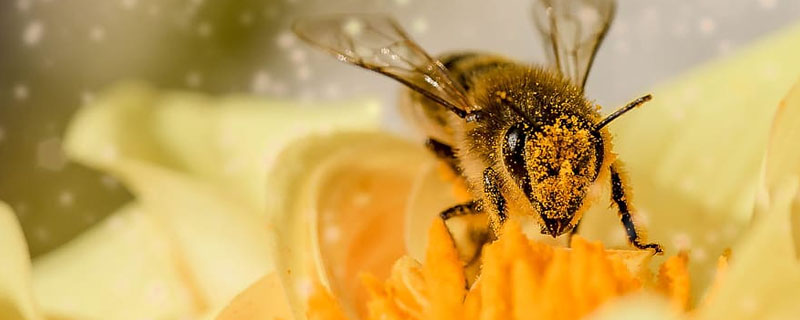 梦见蜂群预示着什么 梦见蜂群有什么征兆