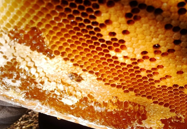 梦到蜂巢是什么意思 梦见蜂巢有什么征兆