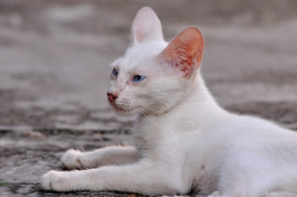 梦见小白猫什么意思 梦见小白猫好不好