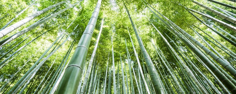 湖北星星竹海的位置