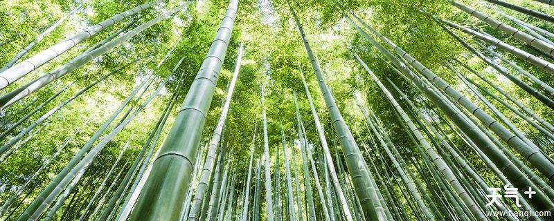 湖北星星竹海的位置