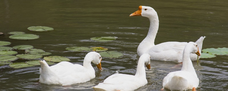 丑小鸭的故事 丑小鸭的故事原文