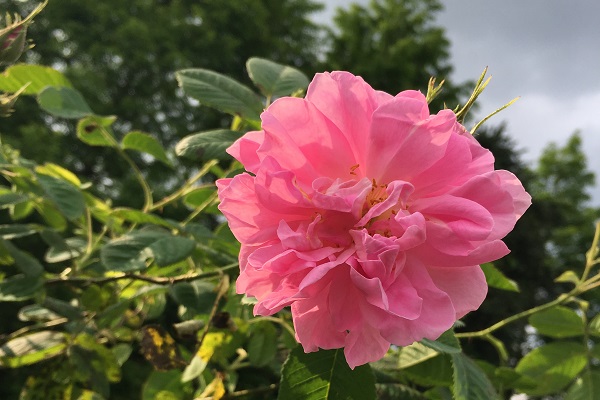 伊甸园玫瑰景区的开放时间