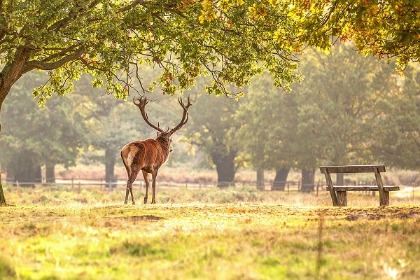 三峡森林动物园的门票